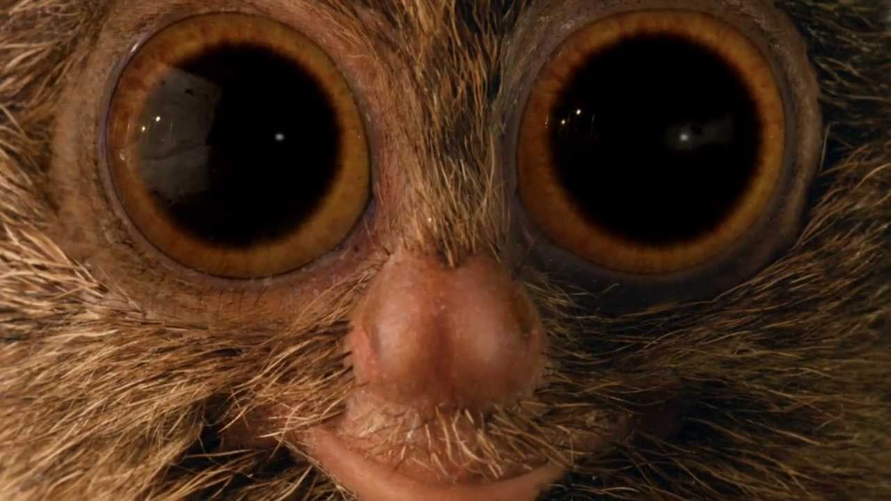 McVities Jaffa Cakes advert