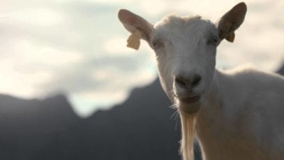Tine: Goat Cheese