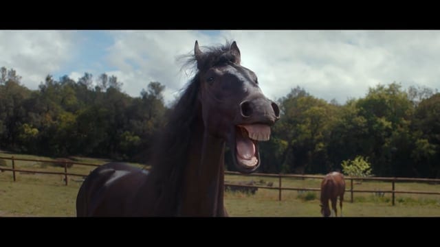 Volkswagen: Laughing horses