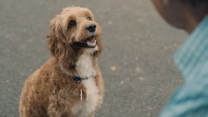 Globe Telecom: The missing dog – 2017 Christmas Advert