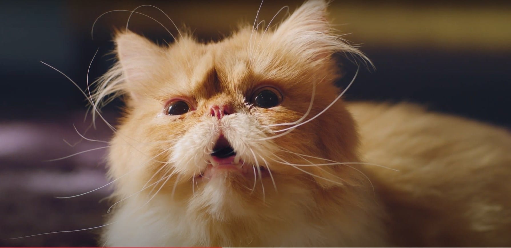 Midea funny cat videos - DAILY COMMERCIALS