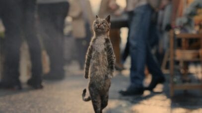 a walking cat