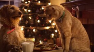 Christmas Advert with Cat and Dog