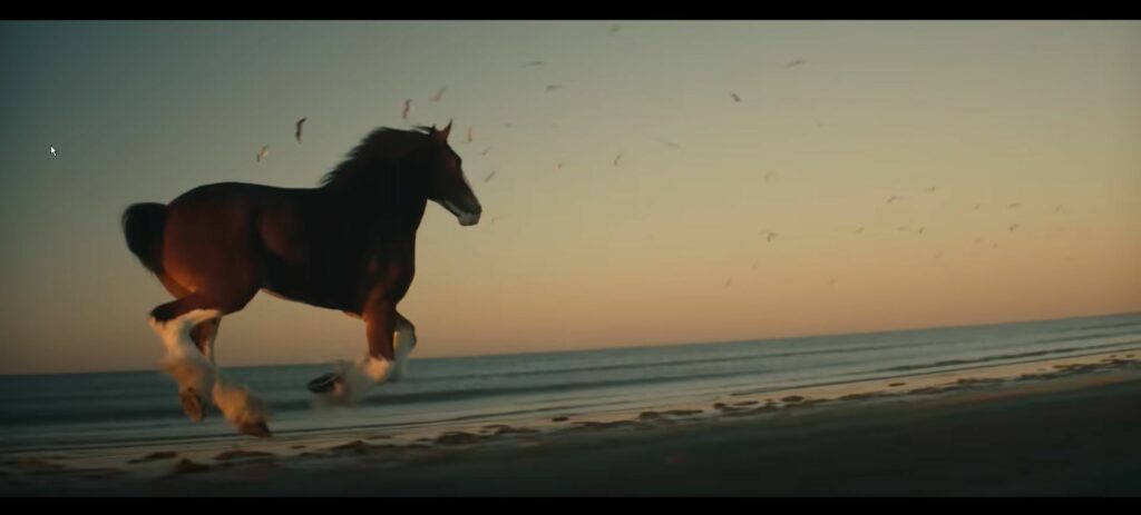 Budweiser ad Clydesdale on the beach
