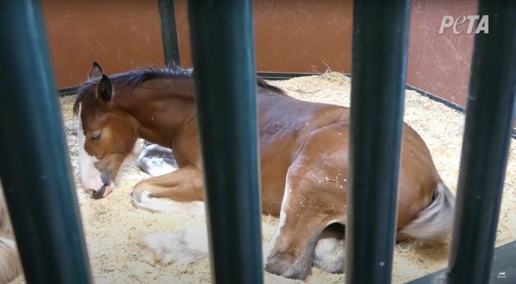 A Clydesdale horse is peacefully sleeping in a stall in a barn, Budweiser controversy.