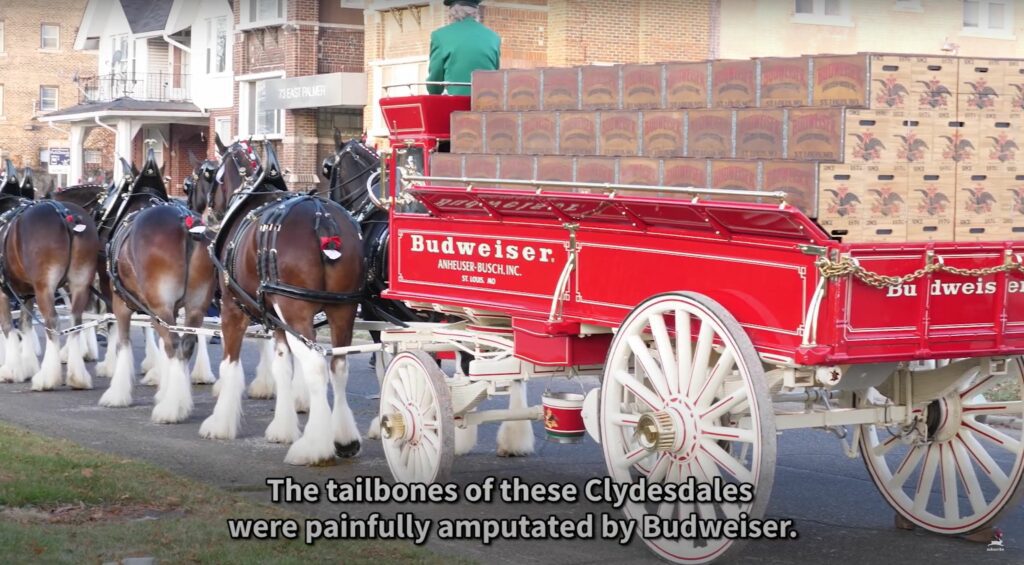 The controversial Clydesdales of hors d'oeuvres.